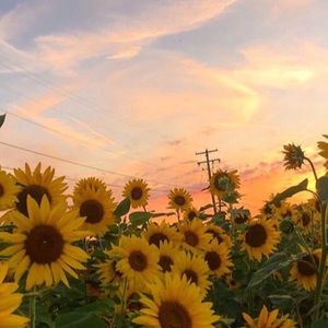 Meet your Posher, Alina